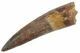 Fossil Spinosaurus Tooth - Real Dinosaur Tooth #367976-1